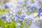 Plumbago flowering plant, known as Plumbago Capensis or blue plumbago, Cape plumbago or Cape leadwort. Tropical evergreen flower