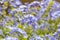 Plumbago flowering plant, known as Plumbago Capensis or blue plumbago, Cape plumbago or Cape leadwort. Tropical evergreen flower