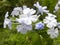 Plumbago flowers