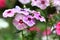 Plumbago flowers