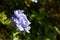 Plumbago on the sunny slopes of the volcano Etna in Sicily