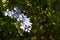 Plumbago on the sunny slopes of the volcano Etna in Sicily