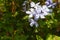 Plumbago on the sunny slopes of the volcano Etna in Sicily