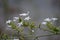 Plumbago zeylanica (Also called Daun encok, Ceylon leadwort, doctorbush, wild leadwort) on the tree