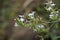 Plumbago zeylanica (Also called Daun encok, Ceylon leadwort, doctorbush, wild leadwort) on the tree