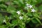 Plumbago zeylanica (Also called Daun encok, Ceylon leadwort, doctorbush, wild leadwort) on the tree