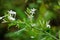 Plumbago zeylanica (Also called Daun encok, Ceylon leadwort, doctorbush, wild leadwort) on the tree