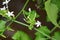 Plumbago zeylanica (Also called Daun encok, Ceylon leadwort, doctorbush, wild leadwort) on the tree