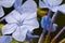 Plumbargo flower blue jasmin