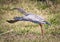 A plumbeous ibis also known as Macarico Real bird, takes flight