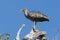 Plumbeous ibis in Pantanal, Brazil