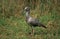 Plumbeous Ibis, theristicus caerulescens, Adult, Pantanal in Brazil