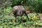 Plumbeous Ibis, theristicus caerulescens, Adult standing in Swamp, Pantanal in Brazil