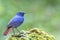 Plumbeous Redstart