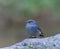 Plumbeous Redstart