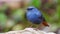 Plumbeous Redstart Male nature bird on the north of thailand