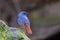 Plumbeous Redstart or Phoenicurus fuliginosus.