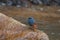 A Plumbeous Redstart on the stone