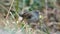 Plumbeous seedeater