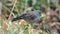 Plumbeous seedeater