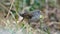 Plumbeous seedeater