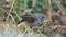 Plumbeous seedeater