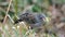 Plumbeous seedeater