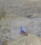 Plumbeous Water Redstart