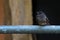 Plumbeous water redstart perching on metal pole