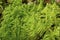 Plume moss at John Hay National Wildlife Refuge, New Hampshire