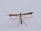 Plume Moth