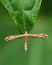 Plume moth on green leaf macro photography