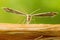 Plume Moth Macro Shot