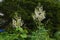 Plume poppy Macleaya cordata flowers.