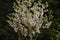 Plume poppy Macleaya cordata flowers.