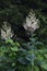 Plume poppy Macleaya cordata flowers.