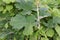 Plume poppy Macleaya cordata flowers.