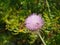 A plume thistle