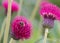 Plume Thistle, Cirsium rivulare 'Atropurpureum', flower with bee