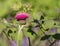 Plume Thistle in Sunny Garden