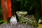 Plumed basilisk Basiliscus plumifrons