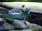 The plumed basilisk Basiliscus plumifrons, green basilisk, double crested basilisk, Jesus Christ lizard or Stirnlappenbasilisk