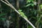 Plumed basilisk or Jesus Christ lizard in Tortuguero National Pa