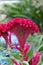 Plumed cockscomb flower, closeup