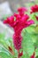 Plumed cockscomb flower, closeup