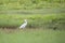 Plumed Egret Ardea Plumilera cinerea standing in a meadow. Looking for food in tall grass. The cattle heron is a long legged preda