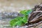 Plumed green basilisk Basiliscus plumifrons Cano Negro, Costa Rica wildlife