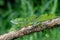 Plumed green basilisk, Basiliscus plumifrons, Cano Negro, Costa Rica wildlife
