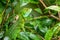 Plumed green basilisk, female Tortuguero, Costa Rica wildlife