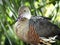 Plumed Whistling Duck Dendrocygna eytoni